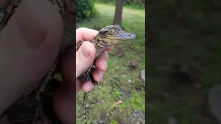 اشتريت تمساح صغير 