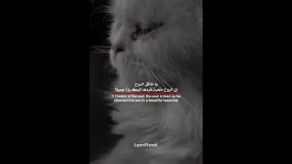 يا خالق الروح إن الروح متعبة فردها إليك ردا جميلا 