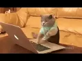 cat typing