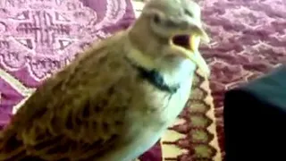 Jal Bird Mashadi Full Singing 