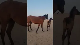 ماشاء الله تبارك الله 