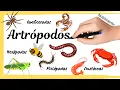 Phylum Arthropoda Chelicerates Crustaceans Insects and Myriapods