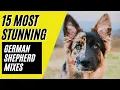 German Shepherd Mixes - 15 STUNNING Mixes with the MIGHTY GSD
