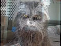 Moony an incridible reel werecat