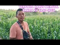 Download Lagu TERPAKSA HARUS MENJUAL SAWAH KU YANG JAUH...?