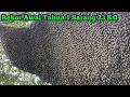 Lagu Rekor 2026 1 Sarang Madunya Tembus 23KG    #bee#honey#panenmaduhutan#lebah#hutan#alam#extreme#viral 