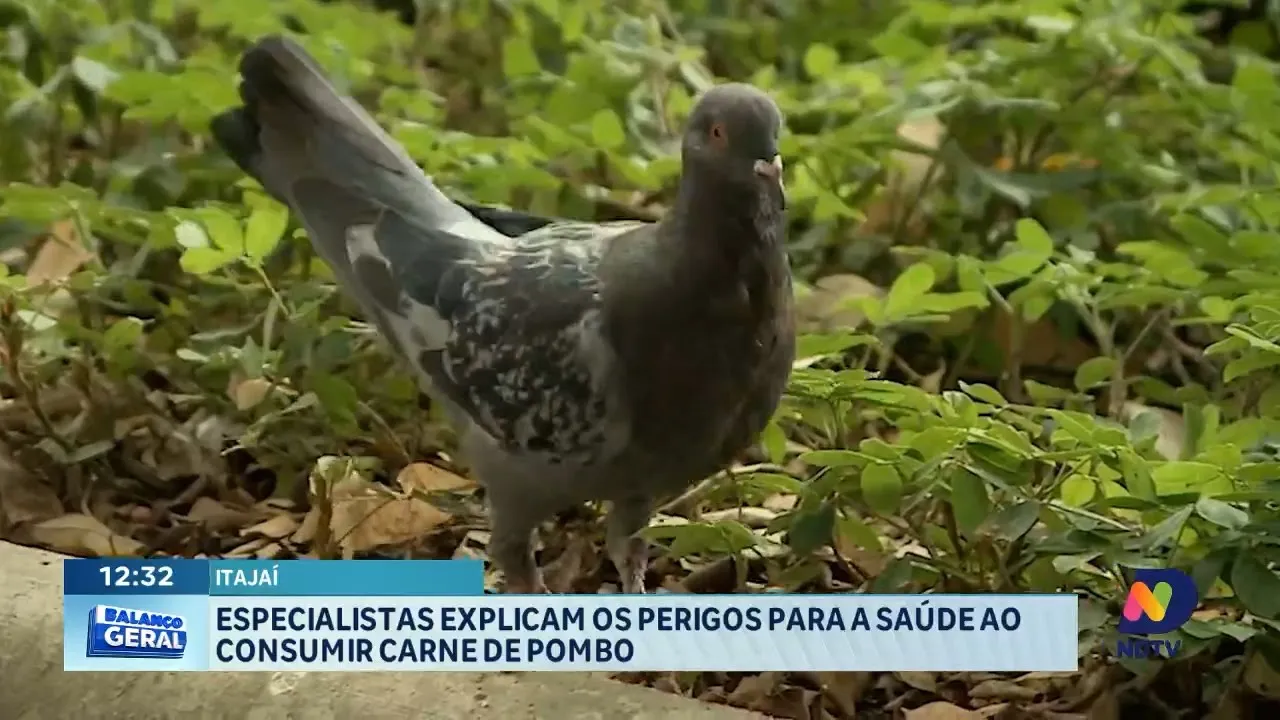 Vigilância sanitária alerta sobre os perigos dos pombos na alimentação