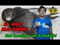 Download Lagu SUARA PANGGIL WALET RAJA TERBANG  SP. INI   SUDAH TERBUKTI SEJAK 2012 SAMAPAI SEKARNG MASIH BERJAYA