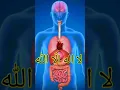 Download Lagu HANYA LAILAHA ILALLAH lah yang dipuji jantungmu disetiap detak detik nya