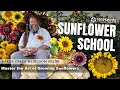 Sunflower School Master the Art of Growing Sunflowers