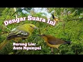Download Lagu Suara Crecetan Sirtu Vs Sogon Ribut Paling Ampuh