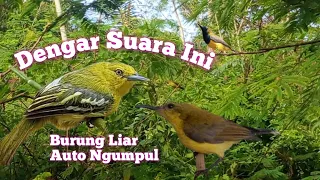 suara crecetan sirtu vs sogon ribut paling ampuh