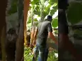 Download Lagu seorang pria mencuri celana dalam dikosan wanita...