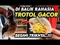 Download Lagu Begini Gacorkan MURAI BATU TROTOL lihat TRIKnya‼️