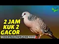 Download Lagu [ 2 JAM ] PANCINGAN MASTERAN SUARA TEKUKUR DERKUKU GACOR MEMANGGIL LAWAN IKUTAN BUNYI DAN EMOSI