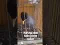 Download Lagu burung jalak kebo bisa jawab salam