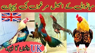 aseel murga fight aseel murga england walon ka dera mianwali aseel aseel qasimirfan official