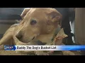 Local dog has a bucket list