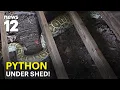 Woman finds 8-foot Burmese python under her shed in NJ