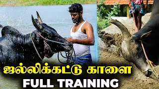 jallikattu bull full training jallikattu bull swimming