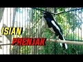 Burung Kacer Gacor Isian Mewah Materi Prenjak