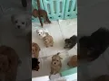 Highs Lows with Maltipoo puppies