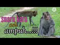 Download Lagu SUARA KERA EKOR PANJANG SANGAT AMPUH..!!!