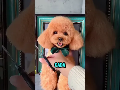 Reconstruyó a su perrito con su propio pelo 🐶💔 #youtubeshorts