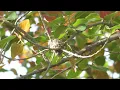 Indian Paradise Flycatcher Parents feeding to their chicks |  Surprise at the End | Nikon Gears