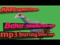Download Lagu suara burung beker pikat mp3/100% ampuh untuk pikat burung beker sawah