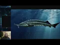 Fish Friday - Beluga Sturgeon