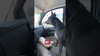 #Fyp #dream #doberman #pets #YouTube