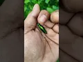 Download Lagu It is the Smaller shiny jewel beetle part 2#beautifulinsects #nature #anyuniqueanimals #insects
