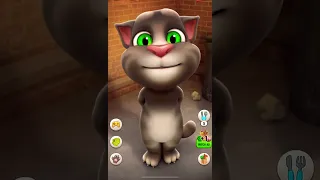 القطه المشمشيه Shorts 