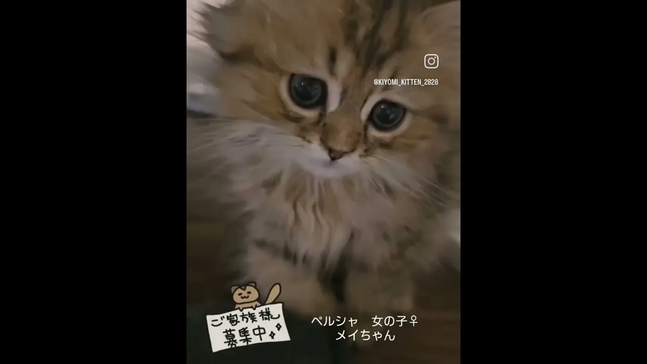 動画