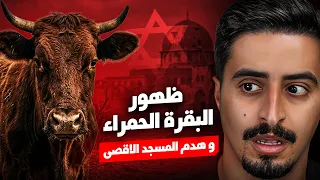 قصة البقرة الحمراء وبناء الهيكل الثالث مكان المسجد الاقصى !!