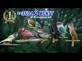 Download Lagu masteran full gacur #murai #kenari #cililin #kapastembak #lovebird #ciblek #prenjak