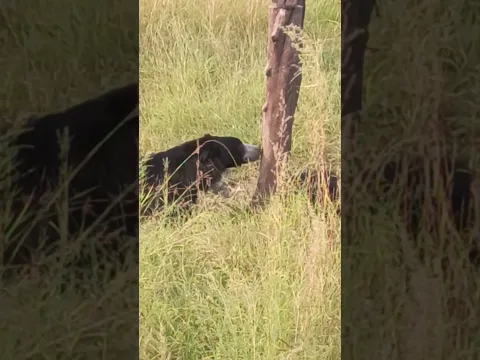 bear | forest | jungle safari | Zoological Park | Kota Rajasthan