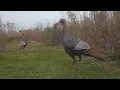 Download Lagu Turkey Trail Camera Footage - Moyock NC - March 23, 2024