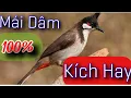 Download Lagu Tiếng Chào Mào Mái Hót Gọi Trống - Bổi Mộc Nghe Là Hót Căng Lửa - Chao mao mai vip