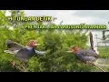 Download Lagu Suara pikat prenjak semi/klawu sepasang bersahutan mencari lawan terbukti ampuh.