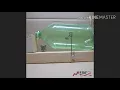 Download Lagu CARA BUAT PERANGKAP TIKUS DARI BOTOL PLASTIK