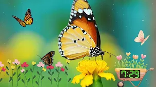 15 Minute Timer Butterfly Spring with Calming Relaxing Jazz Music