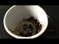 Libra July 13 2026 Weekly Coffee Cup Reading by Cognitive Universe