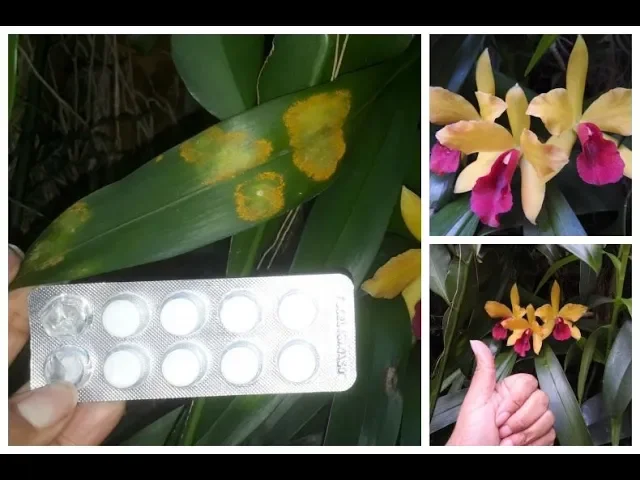 ESTE COMPRIMIDO SALVOU MINHA ORQUÍDEA EM 24 HORAS INCRÍVEL!