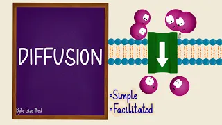 Diffusion Passive Transport Transport Across the Cell Membrane Cell Physiology