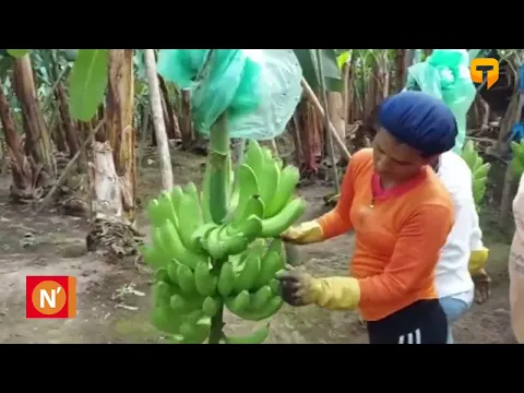 Entre el 20% y el 30% de exportaciones de plátano devuelto por mala calidad