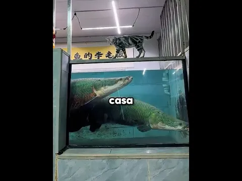 El pez gigante casi atrapa a la gata 🐱🐟 #shorts