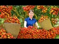 Download Lagu Buying and Harvesting Lychee Fruits Go to Countryside Market Sell – Farm Life | Phuong Harvest Life