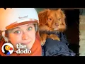 Download Lagu Terrified Stray Dog Becomes The Protector Of The House | The Dodo